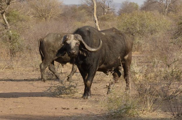 Buffalo - MARK DEDEKIND HUNTING SAFARIS