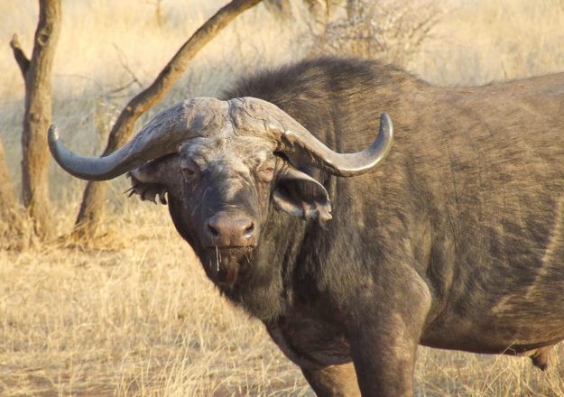 Buffalo - MARK DEDEKIND HUNTING SAFARIS