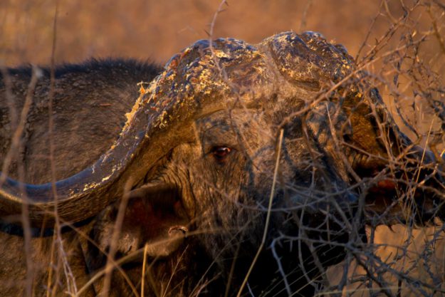 Buffalo - MARK DEDEKIND HUNTING SAFARIS
