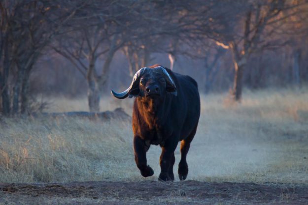 Buffalo - MARK DEDEKIND HUNTING SAFARIS