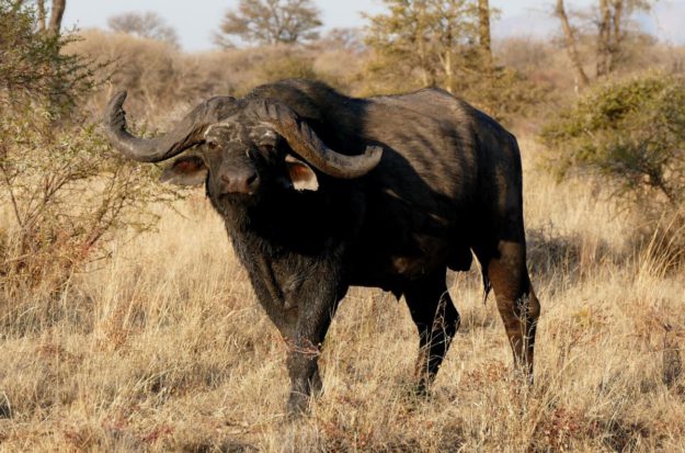 Buffalo - MARK DEDEKIND HUNTING SAFARIS