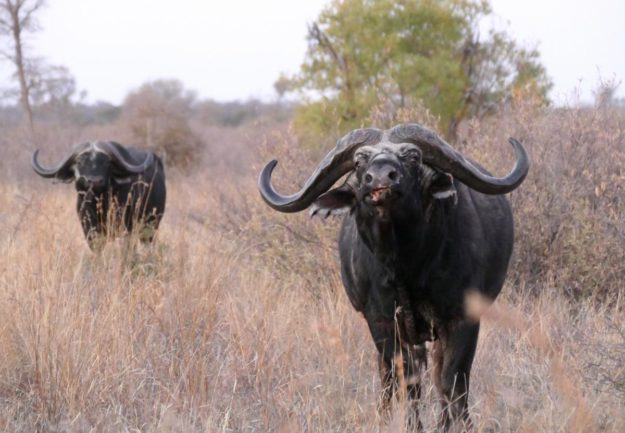 Buffalo - MARK DEDEKIND HUNTING SAFARIS