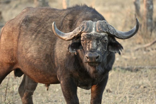 Buffalo - MARK DEDEKIND HUNTING SAFARIS