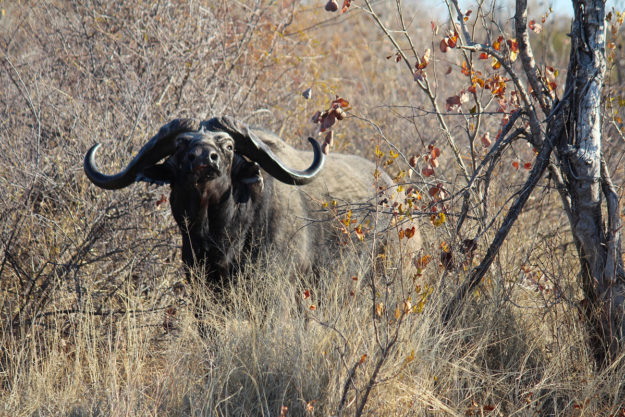 Buffalo - MARK DEDEKIND HUNTING SAFARIS