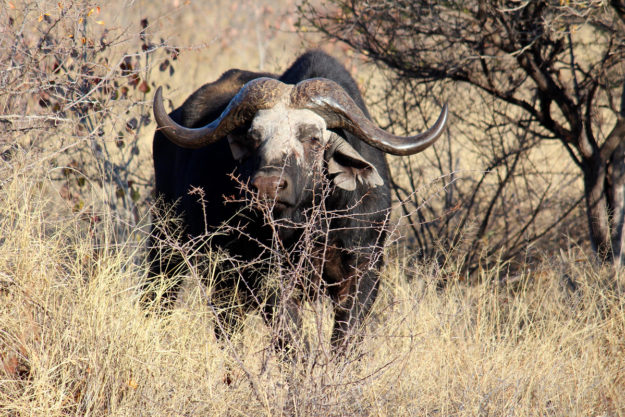 Buffalo - MARK DEDEKIND HUNTING SAFARIS