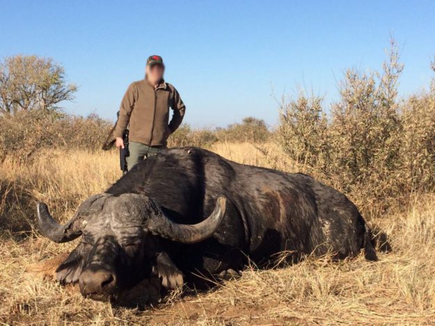 Buffalo - MARK DEDEKIND HUNTING SAFARIS