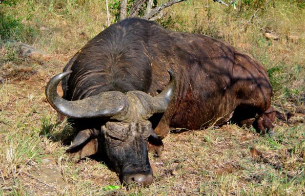 Buffalo - MARK DEDEKIND HUNTING SAFARIS