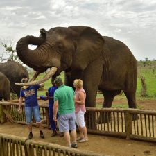 MARK DEDEKIND HUNTING SAFARIS