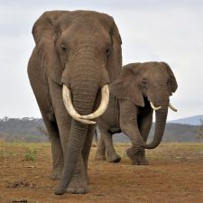 MARK DEDEKIND HUNTING SAFARIS
