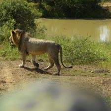 MARK DEDEKIND HUNTING SAFARIS