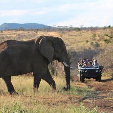MARK DEDEKIND HUNTING SAFARIS