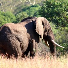 MARK DEDEKIND HUNTING SAFARIS