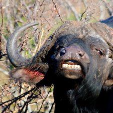 MARK DEDEKIND HUNTING SAFARIS