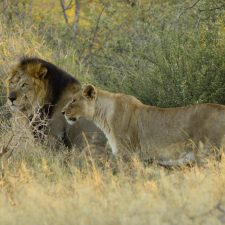 MARK DEDEKIND HUNTING SAFARIS