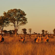 MARK DEDEKIND HUNTING SAFARIS