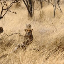 MARK DEDEKIND HUNTING SAFARIS