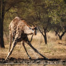 MARK DEDEKIND HUNTING SAFARIS