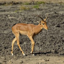 MARK DEDEKIND HUNTING SAFARIS