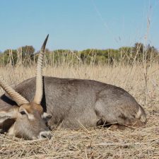MARK DEDEKIND HUNTING SAFARIS