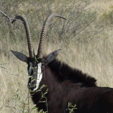MARK DEDEKIND HUNTING SAFARIS