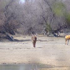 MARK DEDEKIND HUNTING SAFARIS