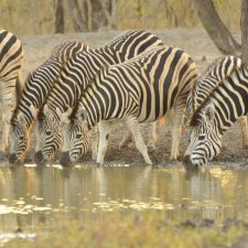 MARK DEDEKIND HUNTING SAFARIS
