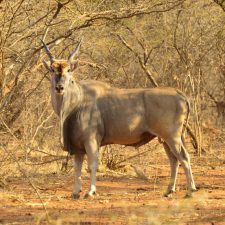MARK DEDEKIND HUNTING SAFARIS