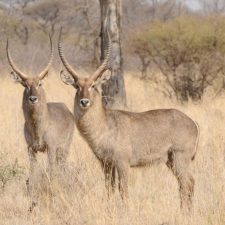MARK DEDEKIND HUNTING SAFARIS