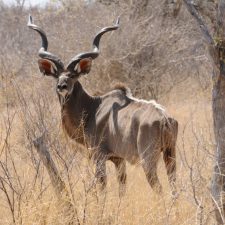 MARK DEDEKIND HUNTING SAFARIS