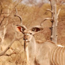 MARK DEDEKIND HUNTING SAFARIS