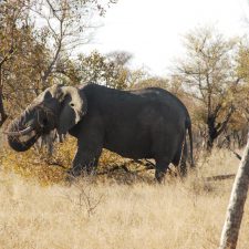 MARK DEDEKIND HUNTING SAFARIS