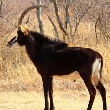 MARK DEDEKIND HUNTING SAFARIS