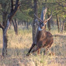 MARK DEDEKIND HUNTING SAFARIS