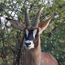 MARK DEDEKIND HUNTING SAFARIS