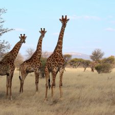 MARK DEDEKIND HUNTING SAFARIS