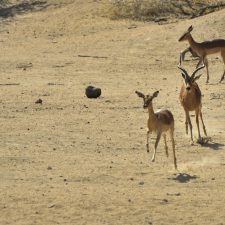 MARK DEDEKIND HUNTING SAFARIS