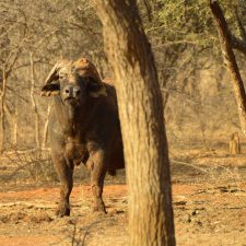 MARK DEDEKIND HUNTING SAFARIS