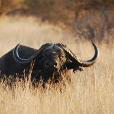MARK DEDEKIND HUNTING SAFARIS