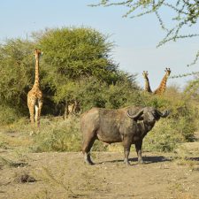 MARK DEDEKIND HUNTING SAFARIS