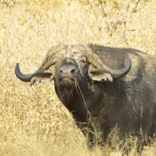 MARK DEDEKIND HUNTING SAFARIS