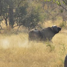 MARK DEDEKIND HUNTING SAFARIS