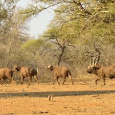 MARK DEDEKIND HUNTING SAFARIS