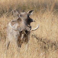 MARK DEDEKIND HUNTING SAFARIS