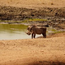 MARK DEDEKIND HUNTING SAFARIS