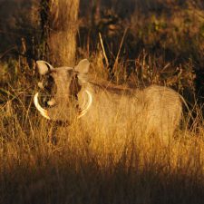 MARK DEDEKIND HUNTING SAFARIS