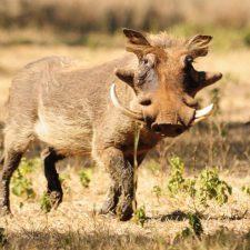 MARK DEDEKIND HUNTING SAFARIS