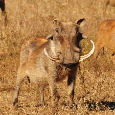 MARK DEDEKIND HUNTING SAFARIS