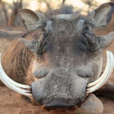 MARK DEDEKIND HUNTING SAFARIS