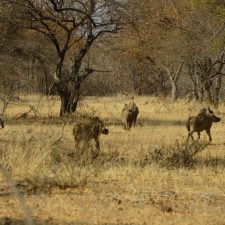 MARK DEDEKIND HUNTING SAFARIS