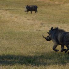 MARK DEDEKIND HUNTING SAFARIS